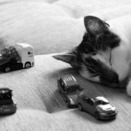 Cats and Cars