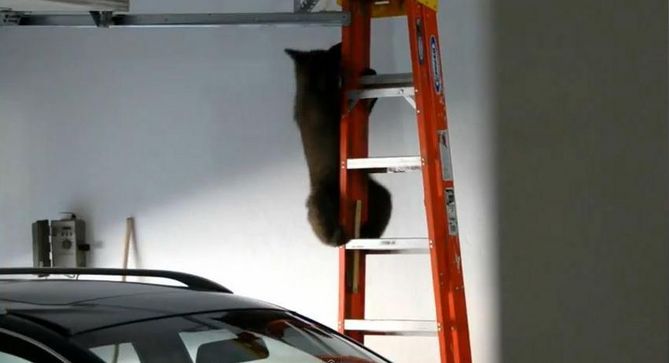Urso salva cria de garagem Urso salva cria de garagem
