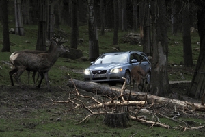 Future Volvos to automatically avoid animal collisions