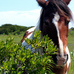 Pennsylvania - Horses