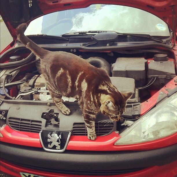 Kitten mechanic