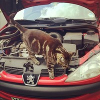 Cats and Cars