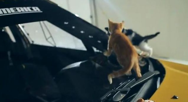 Gatinhos e carro de rally?